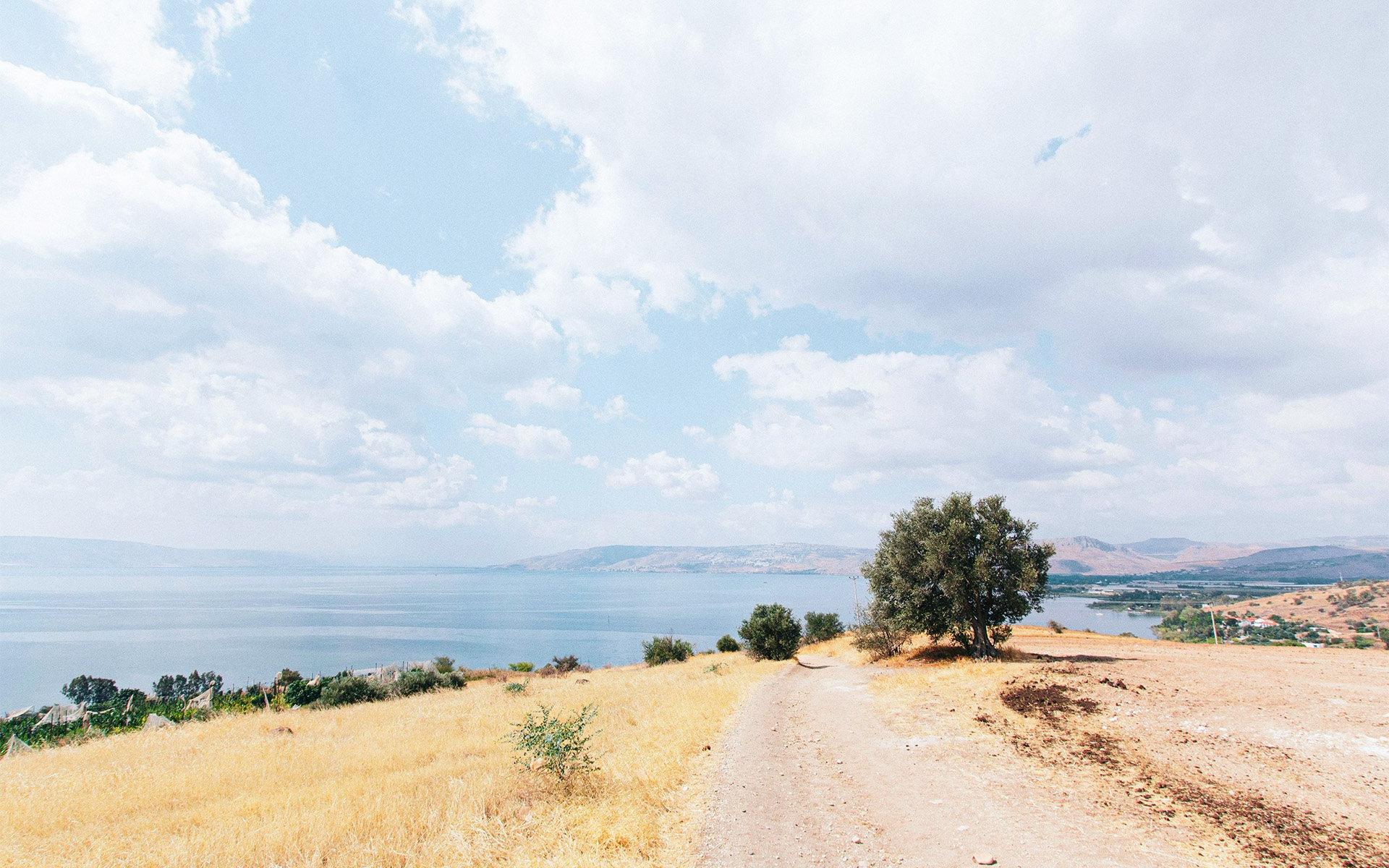 Grüne Bäume in Israel
