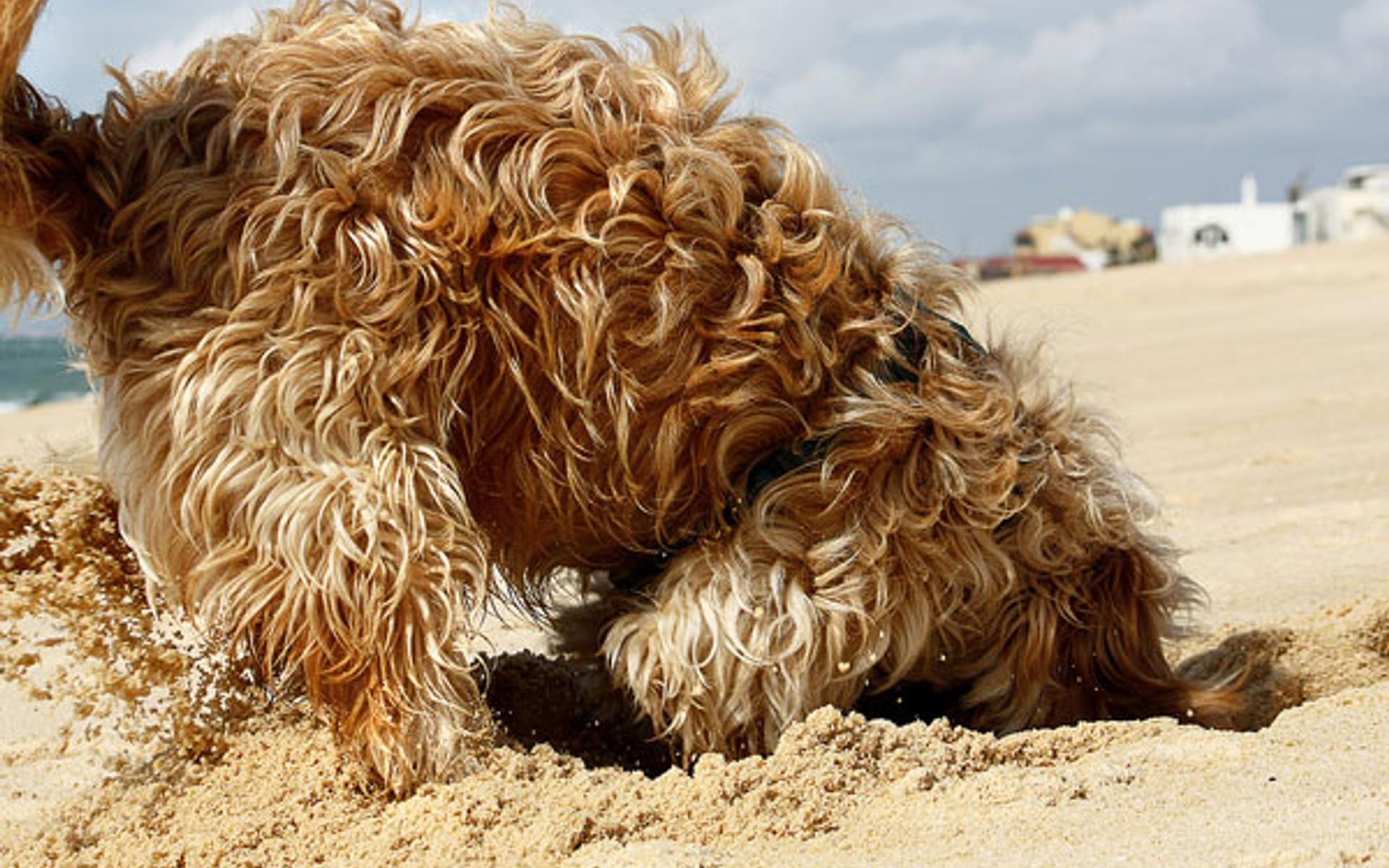 Hund buddelt