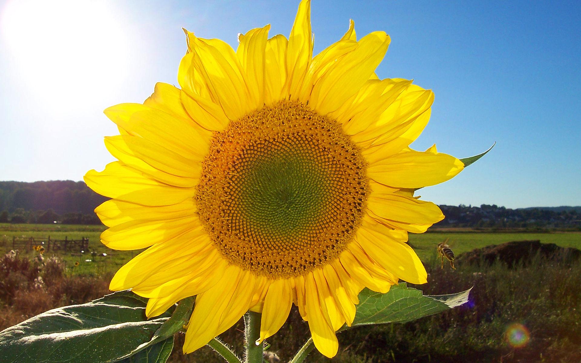 Sonnenblume mit mathematisch angeordneten Kernen.