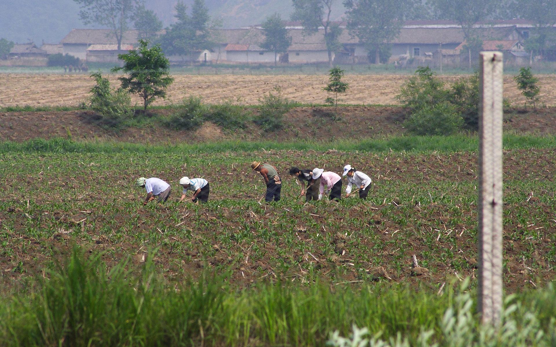 Nordkoreaner auf dem Feld