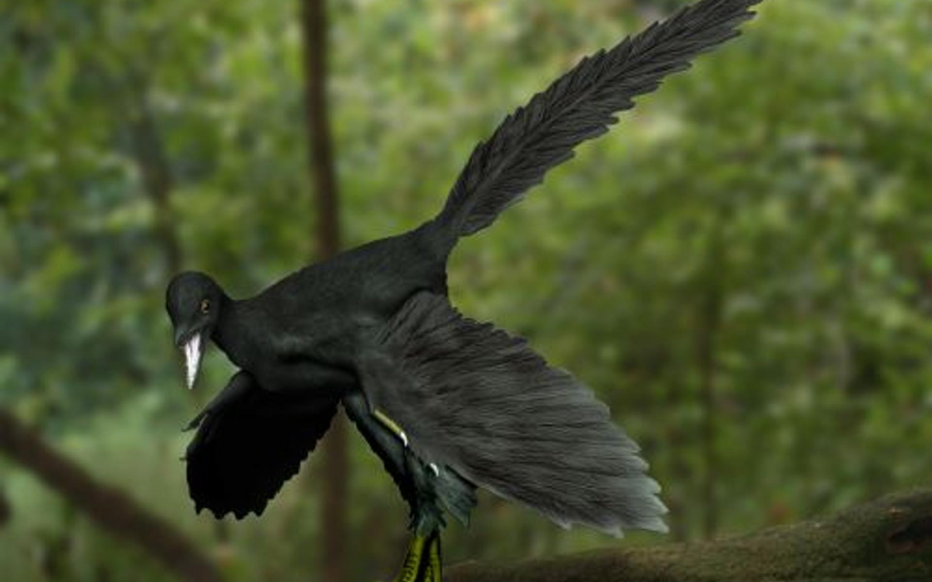 Archaeopteryx