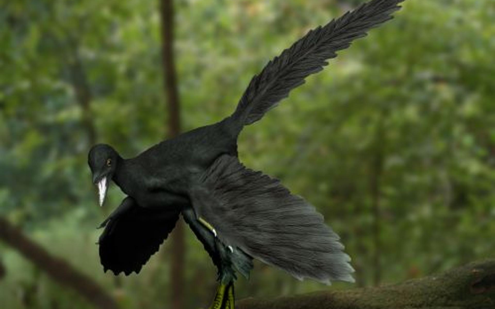 Archaeopteryx