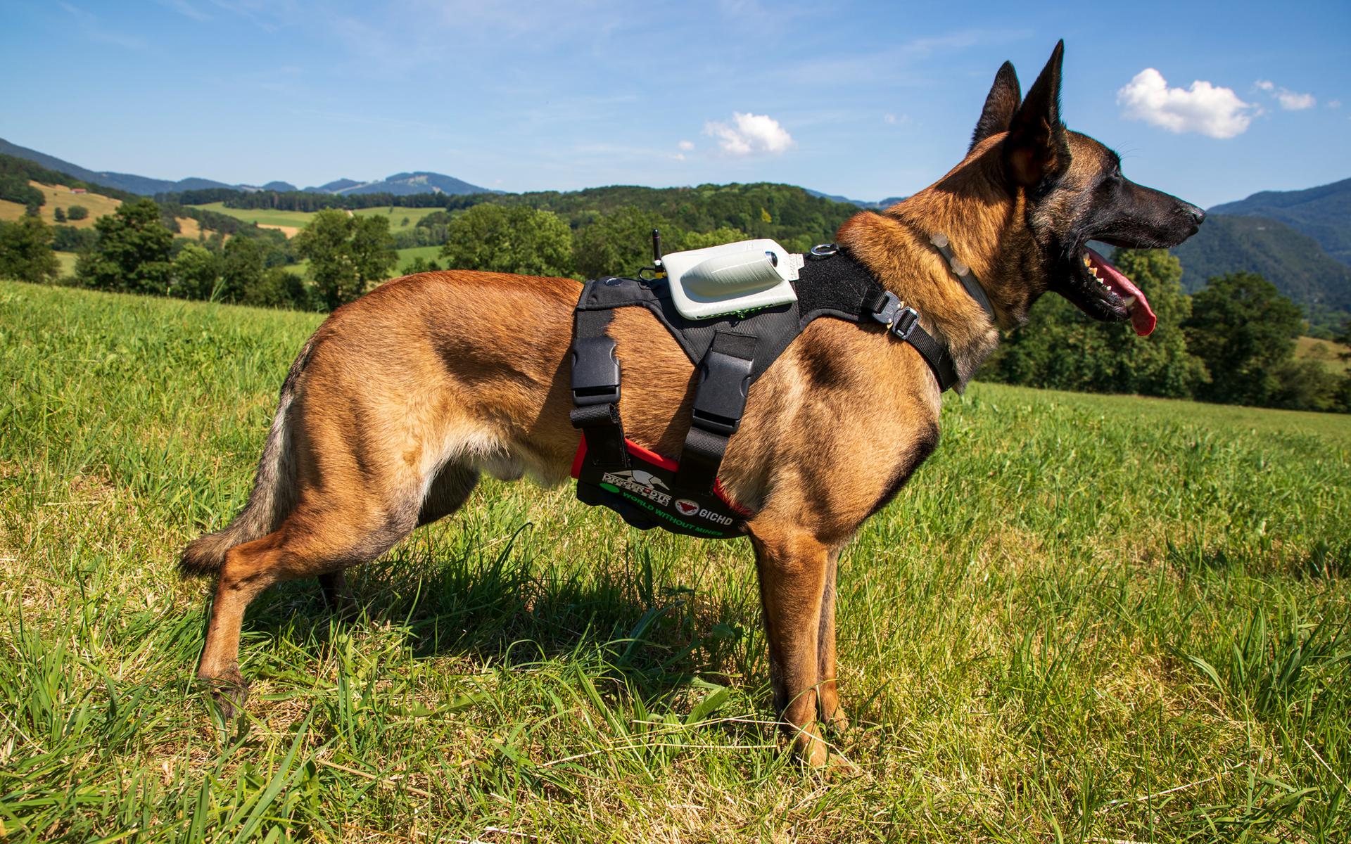 Minensuchhund