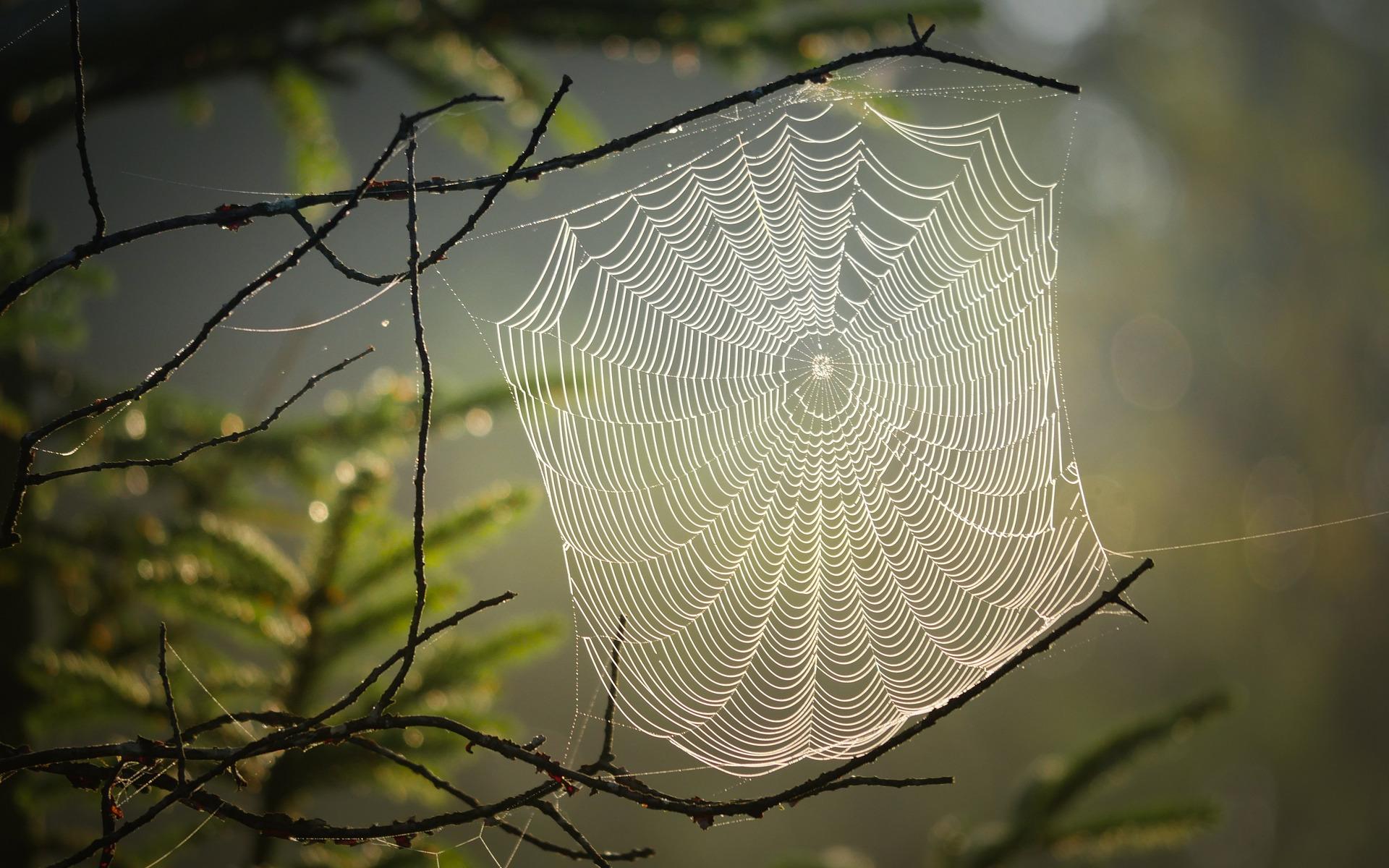 Spinnennetz