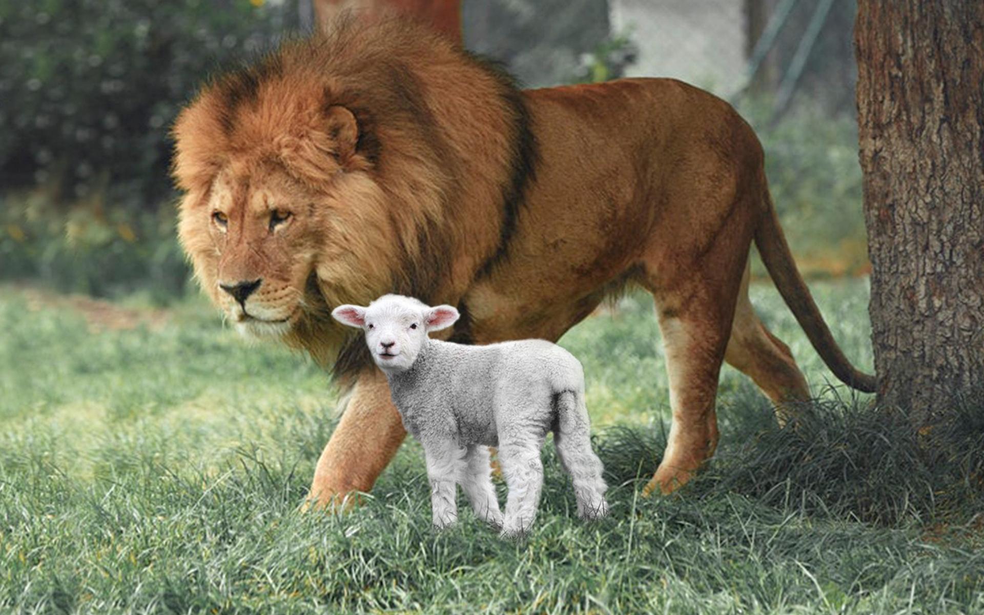 Löwe und Lamm