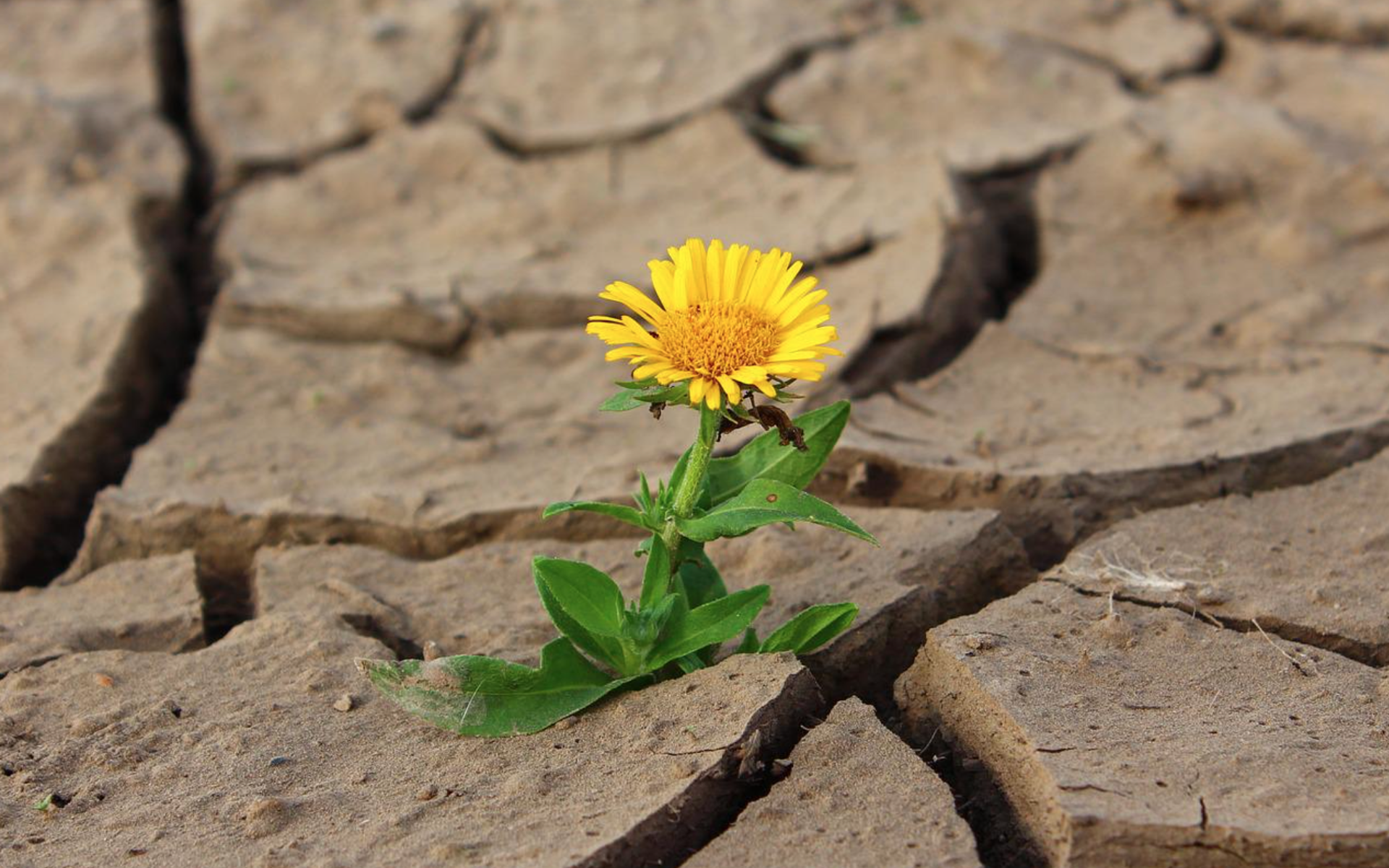 Blume in der Dürre (Bild: pixabay)