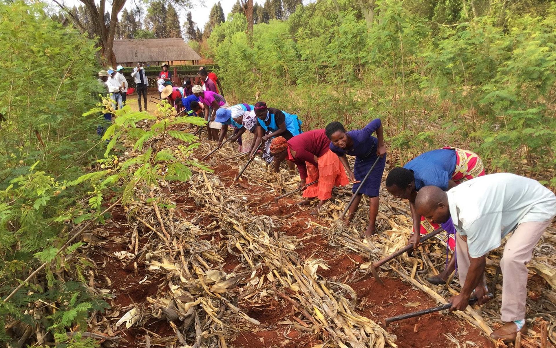 Menschen in Simbabwe lernen, wie sie ertragreich Landwirtschaft betreiben können