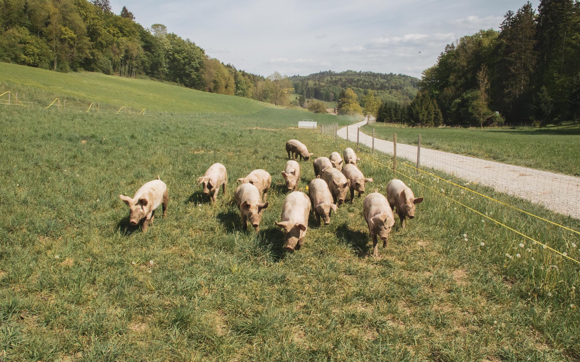 Eine Schweineherde