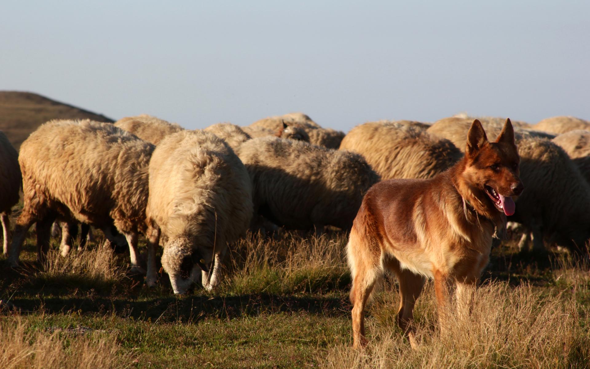 Eine Schafherde mit einem Hund