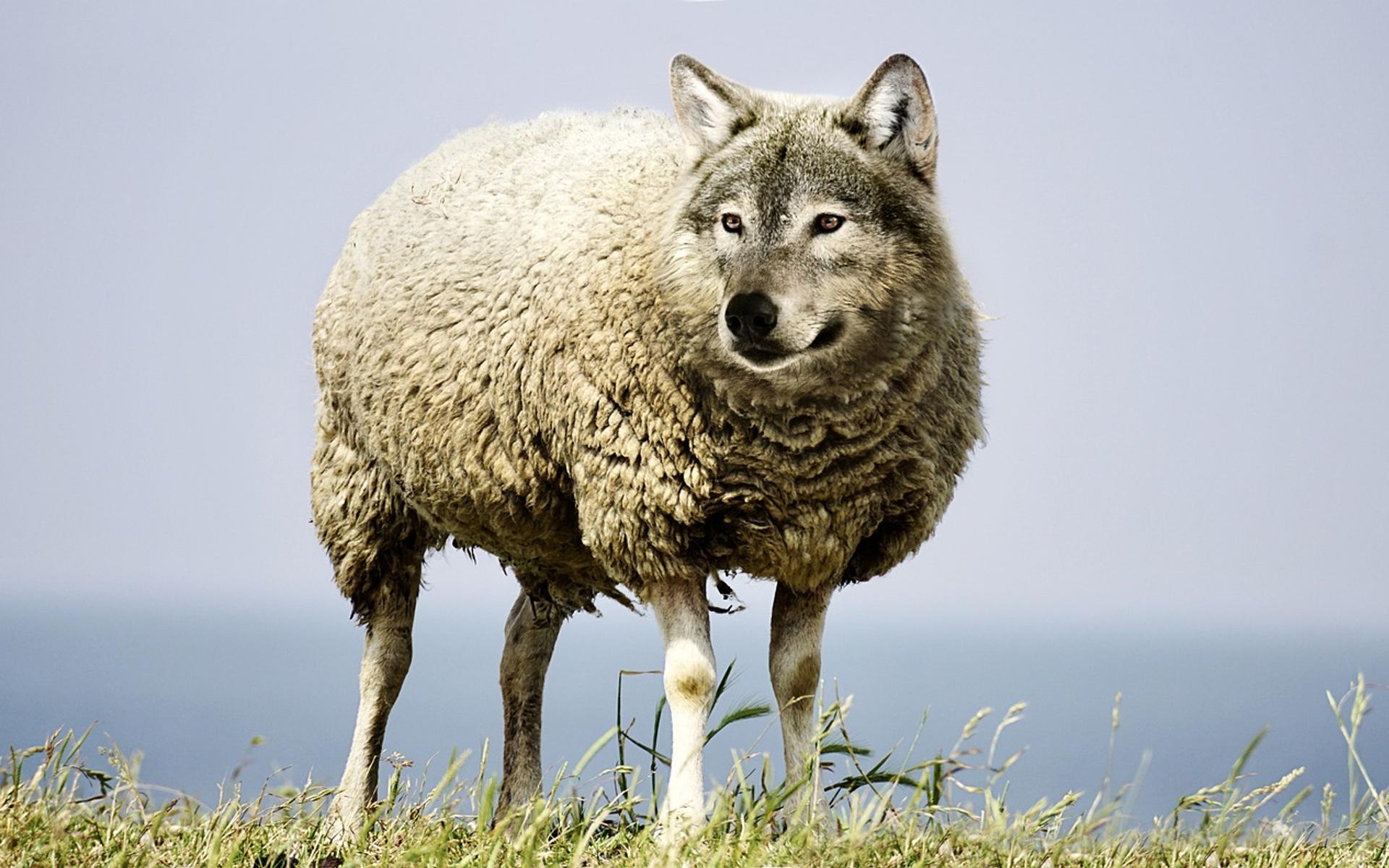 Ein Schaf mit Wolfskopf