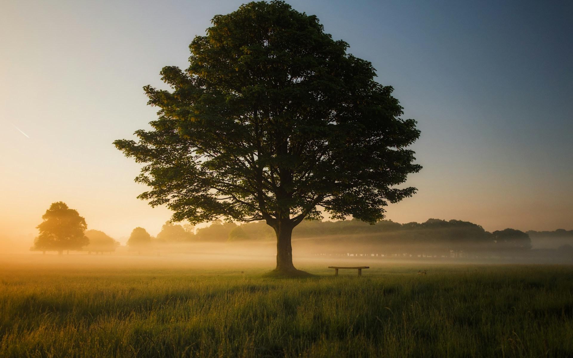 Psalm 1 vergleicht den Menschen, der ständig über Gottes Wort nachdenkt, mit einem Baum.