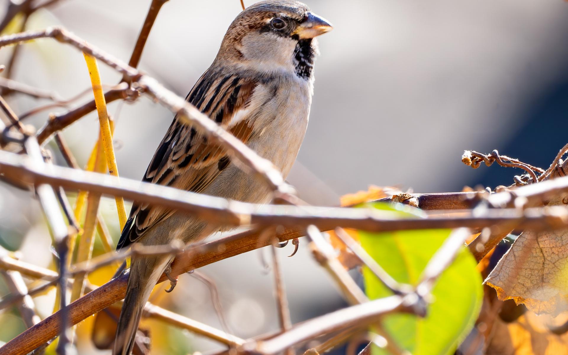 Ein Spatz