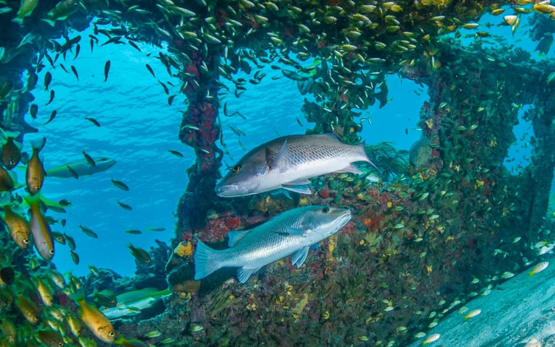 Unter Wasser begegnet Rachel Jordan den Wundern der Schöpfung