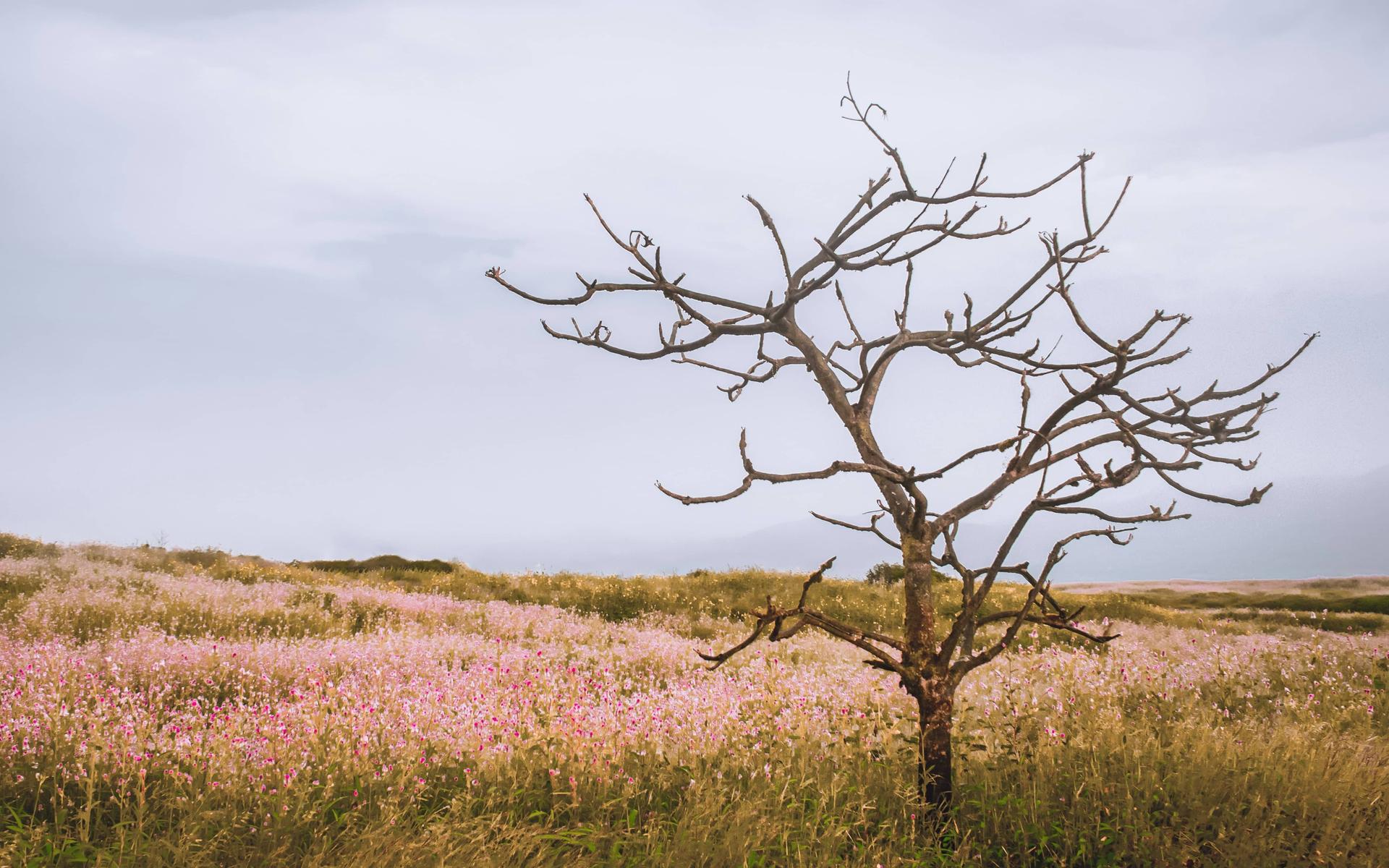 Kahler Baum inmitten eines blühenden Feldes