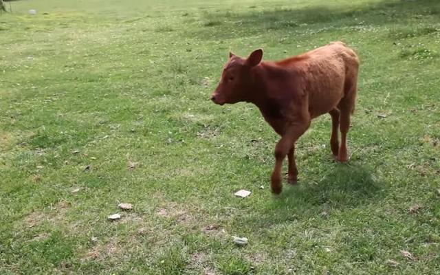 Rotes Kalb