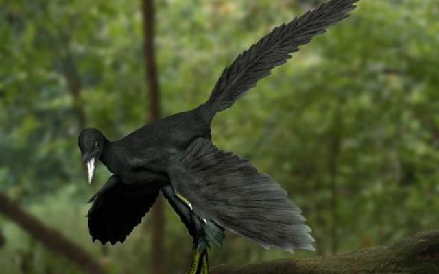 Archaeopteryx