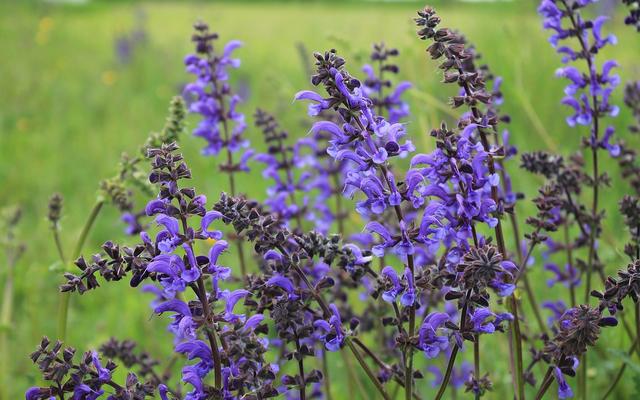 Wiesensalbei