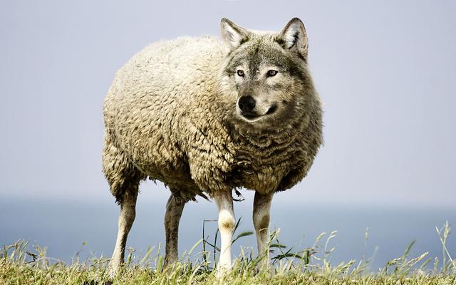 Ein Schaf mit Wolfskopf