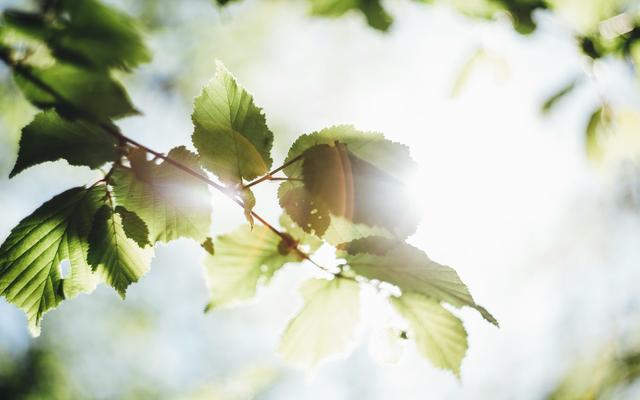In der Zwischenzeit im Frühling spriesst Neues.