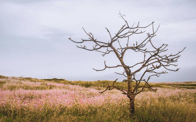 Kahler Baum inmitten eines blühenden Feldes