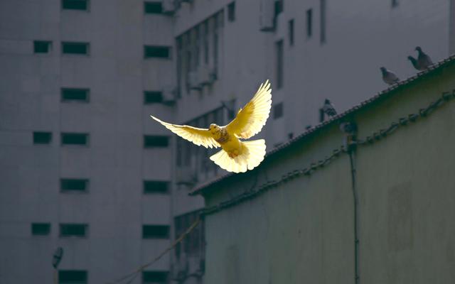 taube-im-flug