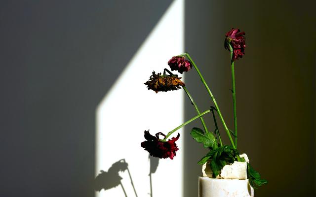 verwelkte-bluten-werfen-schatten-im-sonnenlicht